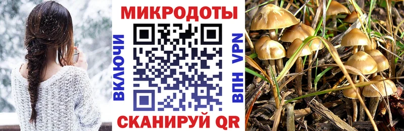 Псилоцибиновые грибы прущие грибы  Новосокольники 